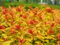 Spiraea japonica `Goldflame` Royalty Free Stock Photo