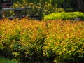 Spiraea japonica `Goldflame` Royalty Free Stock Photo