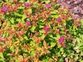 Spiraea japonica `Goldflame` Royalty Free Stock Photo