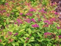 Spiraea japonica `Goldflame` Royalty Free Stock Photo