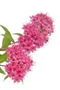 Spiraea japonica isolated on white background