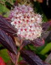 Spiraea japonica, Japanese meadowsweet, Japanese spiraea, leaves turned red in autumn