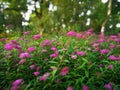 Spiraea japonica L. f.