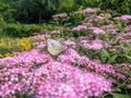 Spiraea japonica `Little Princess`and a white butterfly - Eutopia Garden - Arad, Romania Royalty Free Stock Photo