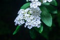 Spiraea media - Branch of a flowering bush Meadowsweets or steeplebushes Royalty Free Stock Photo