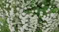 Spiraea nipponica snowmound flower in beautiful white color. Garden decoration concept Royalty Free Stock Photo