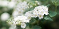 Spiraea nipponica `Snowmound` flowers closeup Royalty Free Stock Photo