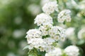 Spiraea nipponica `Snowmound` flowers closeup Royalty Free Stock Photo