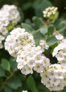 Spiraea nipponica `Snowmound` flowers closeup Royalty Free Stock Photo