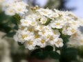 Spiraea nipponica Royalty Free Stock Photo