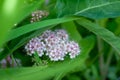 Spiraea pattern with leaves on background. Blooming spirea pink small flowers growing