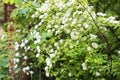 Spiraea shrub in bloom