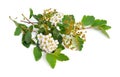 Spiraea sometimes spelled spirea. Flowers Isolated on white background