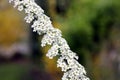 Spiraea thunbergii Commonly known as Baby`s breath spiraea