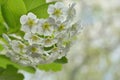 Spiraea Vanhouttei or Bridal Wreath Flowers