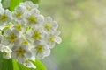 Spiraea Vanhouttei or Bridal Wreath Flowers