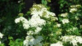 Spiraea Vanhouttei - Bridal Wreath or Vanhoutte Spirea