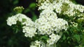 Spiraea Vanhouttei - Bridal Wreath or Vanhoutte Spirea