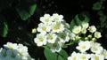 Spiraea Vanhouttei - Bridal Wreath or Vanhoutte Spirea