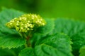 Spiraea vanhouttei