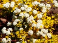 Spiraea vanhouttei 'Gold Fountain'