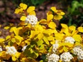 Spiraea vanhouttei 'Gold Fountain'