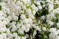 Spiraea vanhuttei flowers close up. Bride bush, beautiful white flowers