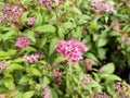 Spiraea x bumalda \'Anthony Waterer\' Royalty Free Stock Photo