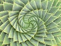 Spiral aloe Royalty Free Stock Photo