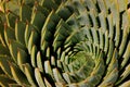 Spiral aloe Royalty Free Stock Photo