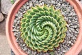 Spiral Aloe (Aloe Polyphylla) in the pot Royalty Free Stock Photo