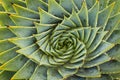 Spiral aloe cacti