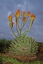 Spiral Aloe in Flower Royalty Free Stock Photo