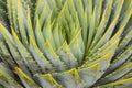 Spiral aloe leaves Royalty Free Stock Photo