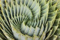 Spiral aloe leaves Royalty Free Stock Photo