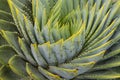 Spiral aloe leaves Royalty Free Stock Photo