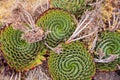 The Spiral Aloe, Lesotho`s National Plant Royalty Free Stock Photo