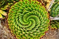 Spiral Aloe in Lesotho Royalty Free Stock Photo