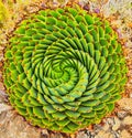 Spiral Aloe in Lesotho Royalty Free Stock Photo