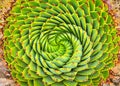 Spiral Aloe in Lesotho Royalty Free Stock Photo