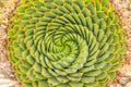 Spiral Aloe - Lesotho traditional plant Royalty Free Stock Photo