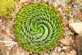 Spiral Aloe Aloe polyphylla the national plant of Lesotho Royalty Free Stock Photo