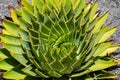 Spiral Aloe - Aloe Polyphylla