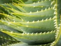 spiral aloe Aloe polyphylla Pillans