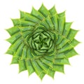 Spiral aloe succulent houseplant or desert plant vector illustration