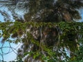 Spiral barbed wire overgrown with vines of a Virginia creeper plant, on the background of pine. The concept of nature behind the