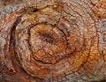 Spiral Bark Texture