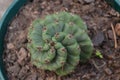 Spiral Cactu growing in my backyard