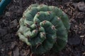 Spiral Cactu growing in my backyard