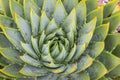 Spiral cactus leaves Royalty Free Stock Photo